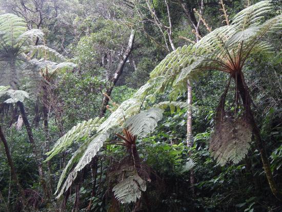 Anamudi Shola National Park
