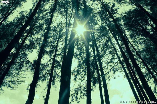 Vagamon Pine Forest
