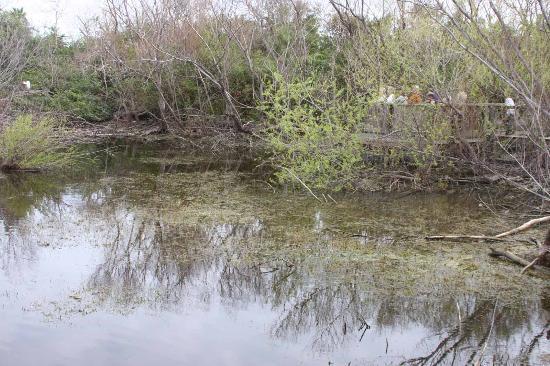 Joan and Scott Holt Paradise Pond