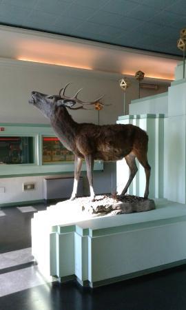 Museo Del Cervo E Del Bosco Della Mesola