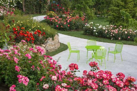 La Rosa della Pace