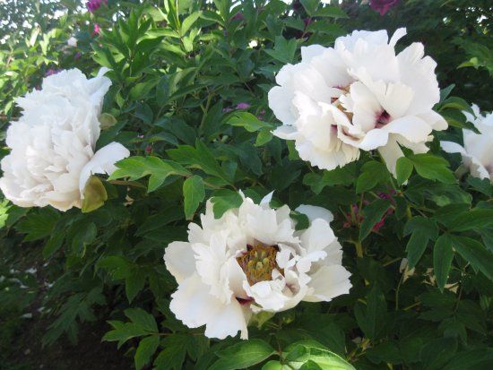 Centro Botanico Moutan