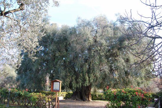 L'Ulivo Piu Antico d'Europa
