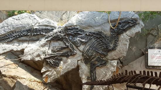 Sito Paleontologico Dinosauro Antonio