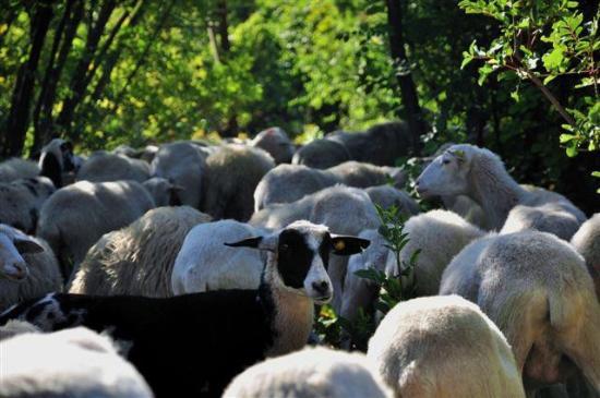 Agri Ristoro Antonič