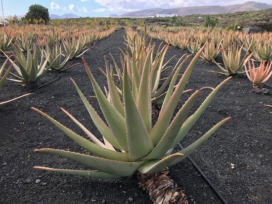 Aloe Plus Lanzarote