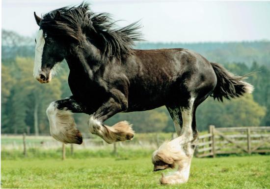 Hay Farm Heavy Horse Centre