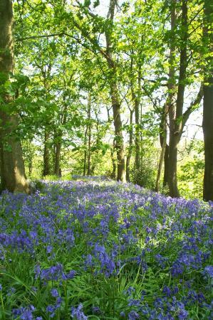 Forest of Bowland Area of Outstanding Natural Beauty