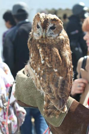 North Wales Owl Sanctuary