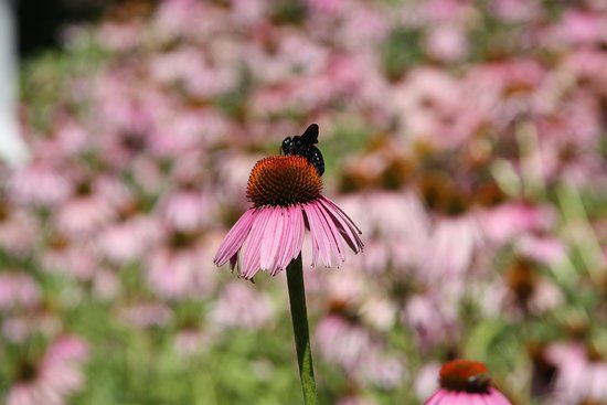 Maravel Botanical Garden