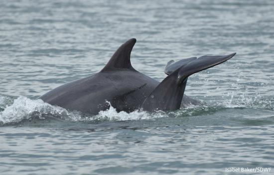 Shannon Dolphin and Wildlife Centre