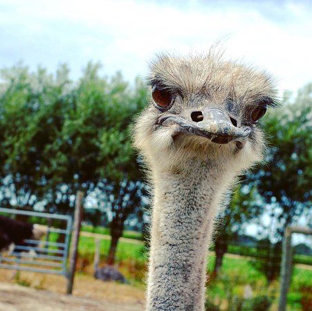 Struisvogelboerderij Monnikenwerve