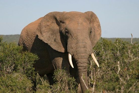 Addo Raptor and Reptile Centre