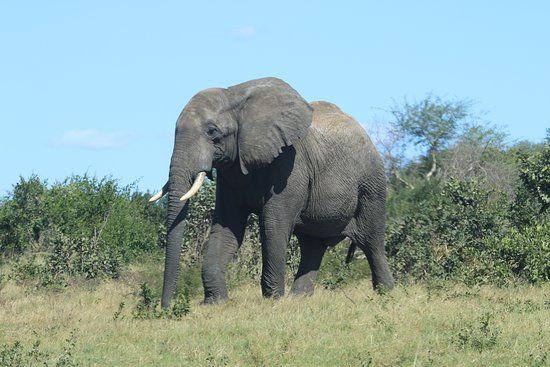 Mahango Game Reserve