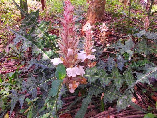 Jardin Botanico Bio-Kuka