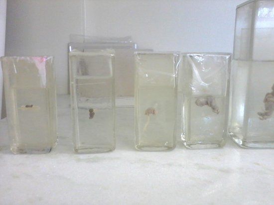 Museum of Morphological Sciences