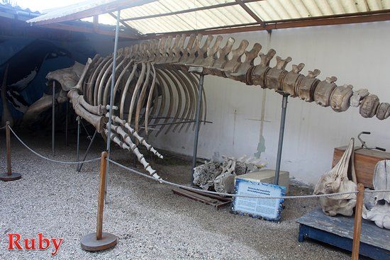 El Museo De Las Ballenas