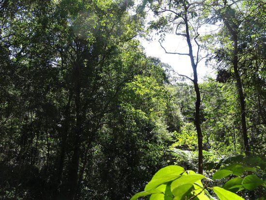 Foote Sanctuary of Buderim