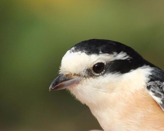 International Birding and Research Center Eilat