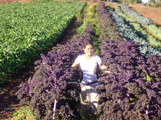 Nui's Farmers Market