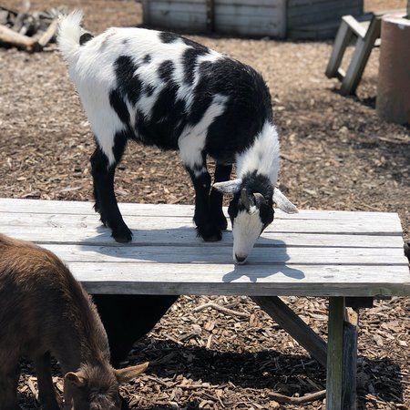 SPCA Petting Zoo