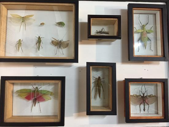 Museo De Bichos E Insectos