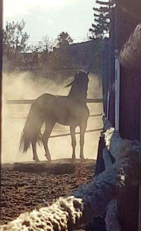 Rancho Saray Ecuestre