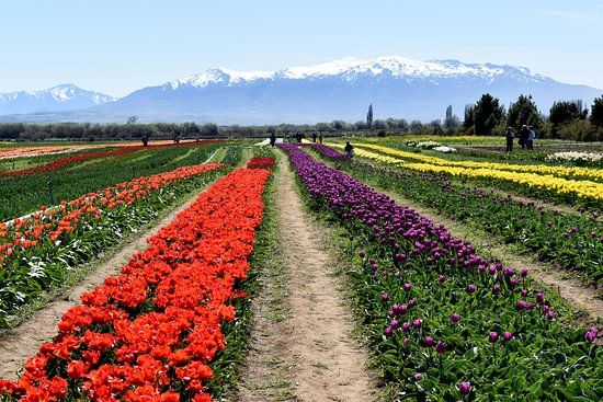 Campo de Los Tulipanes