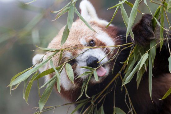 Parc Animalier d'Auvergne