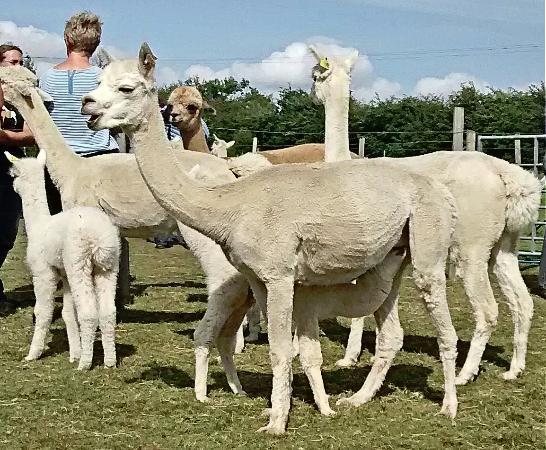 Charnwood Forest Alpacas