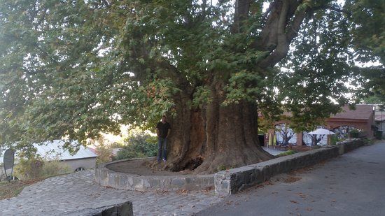 Giant Plane Tree