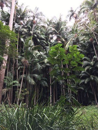 Witches Falls walking track