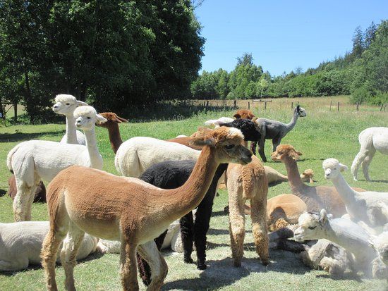 Alpagas du Maquis