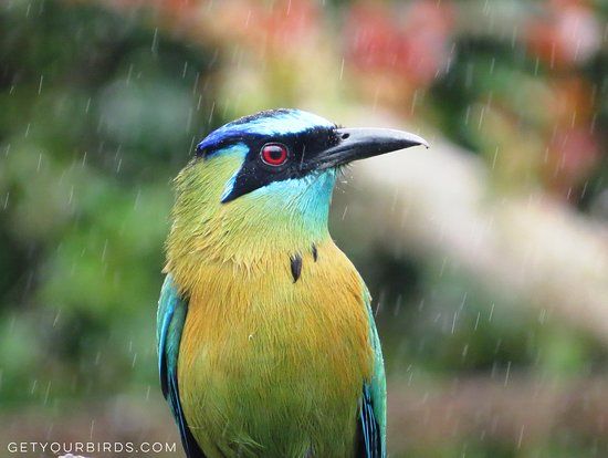 Get your Birds Ujarras