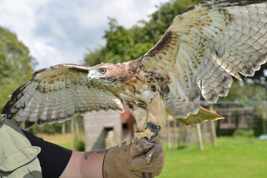 Valley View Falconry