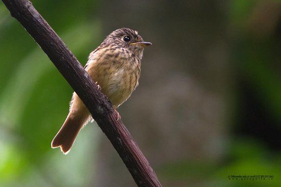 Maenam Wildlife Sanctuary