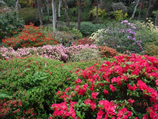 The Campbell Rhododendron Garden