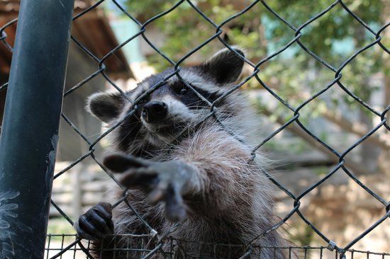 L'Oasi degli Animali