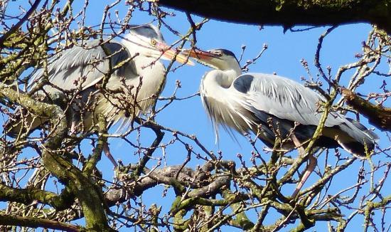 RSPB Swell Wood Nature Reserve