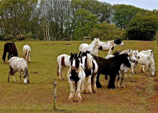 Hillside Animal Sanctuary