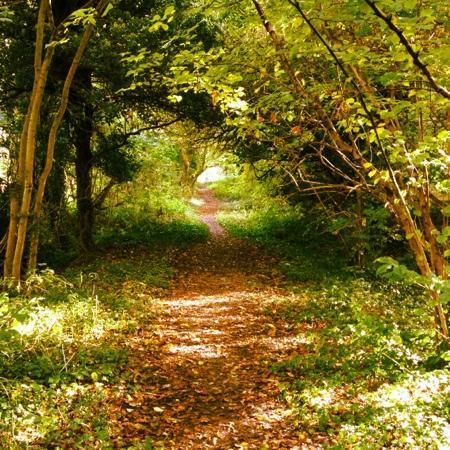 Hobs Moat Ancient Monument