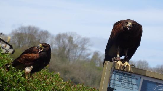 Kingsley Bird & Falconry Centre