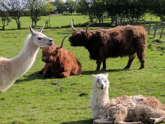 Monk Park Farm Visitor Attraction
