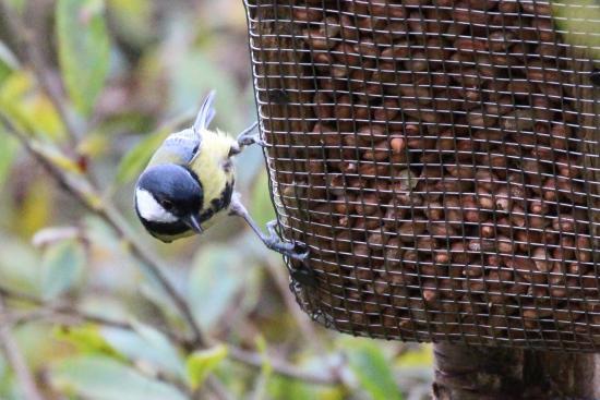 RSPB Ken-Dee Marshes Reserve