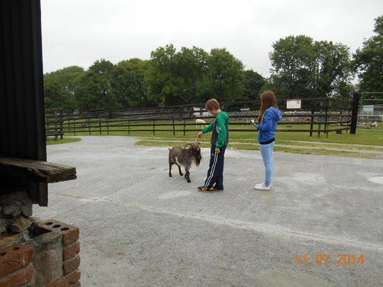 Stonehall Visitor Farm & Wildlife Park