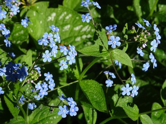 Jan Boomkamp Gardens