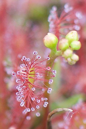 Natuurgebied Langstraat