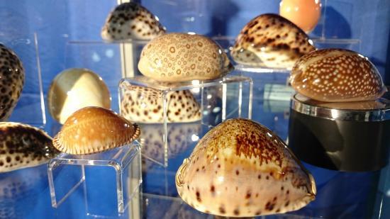 Magical World of Shells Museum