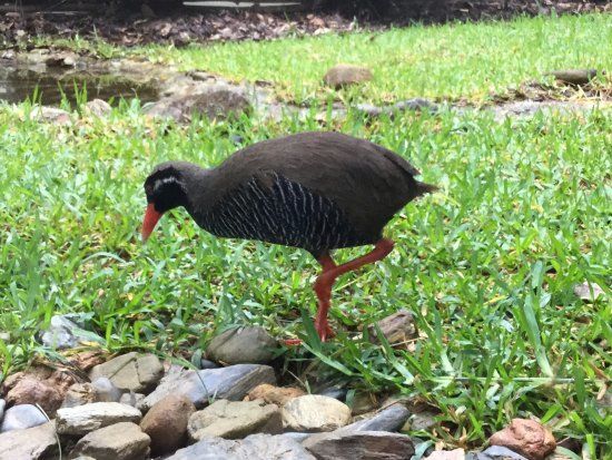 Gallirallus Okinawae Learning Center