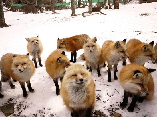 Zao Fox Village